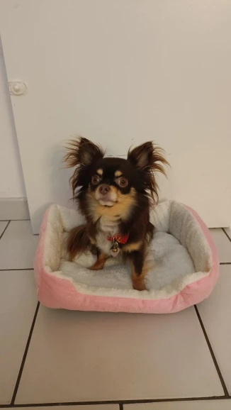 Bed for Cats Pet Products Cushions Kitten Goods Accessories Dog All Houses Supplies Things Accessory Habitats Basket House Beds photo review
