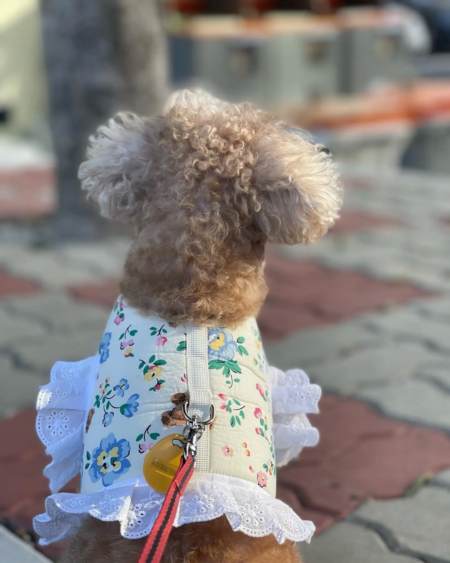 Cute Dog Princess Dress Skirt Walking with Leash photo review