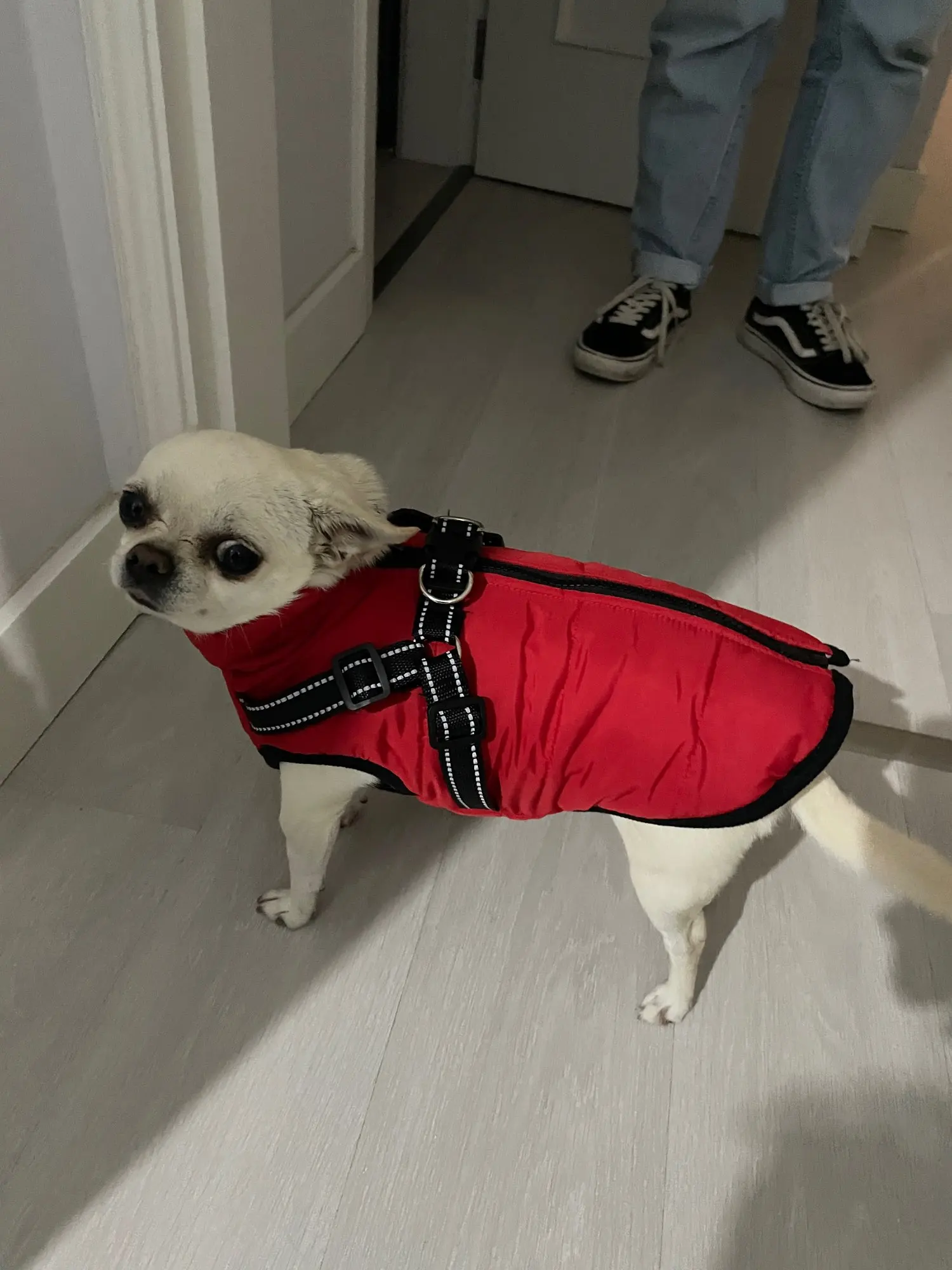 ( Black Friday Sale-40%OFF ) Pawbibi Sport - Waterproof Winter Jacket with Built-in Harness