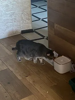 Cat Water Fountain 3L