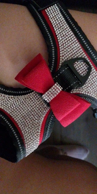 "Sparkle & Safety: Reflective Rhinestone Dog Harness with Bowknot photo review