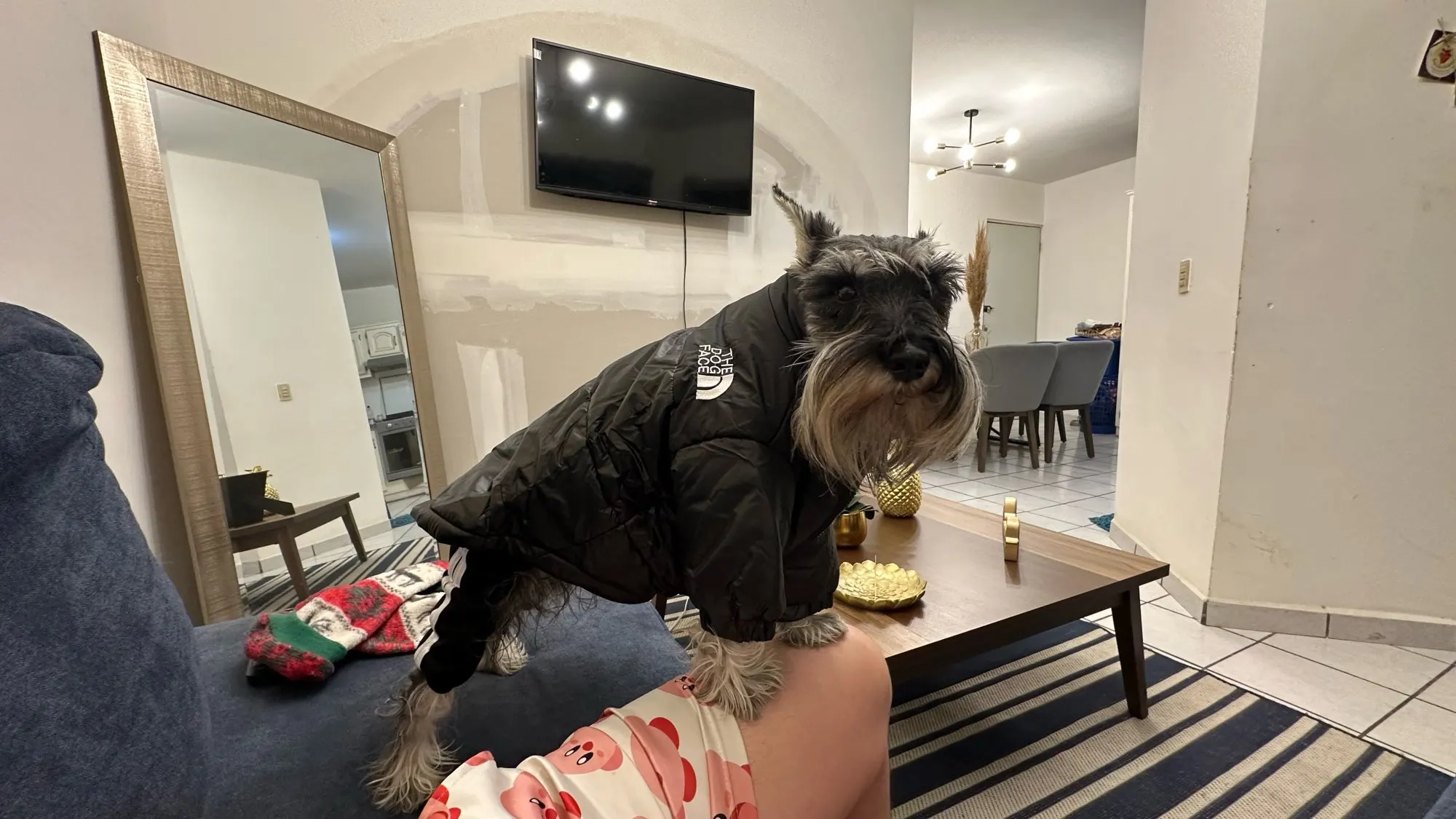 Chamarra de Invierno Para Perro "The Dog Face"