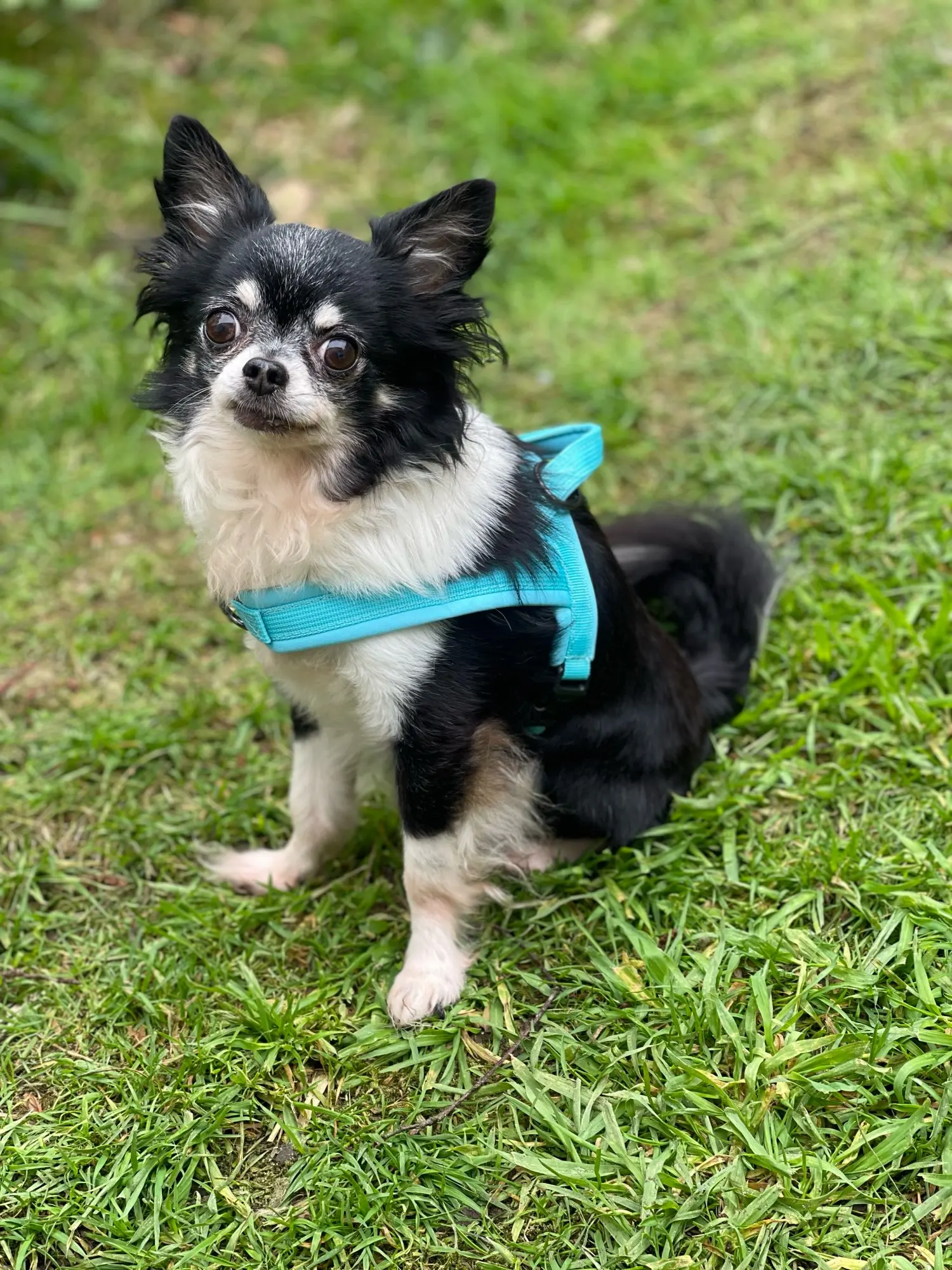Comfort Paws Nylon Harness: Adjustable, Padded Vest for Small to Medium Dogs, Including Chihuahuas and Pugs photo review