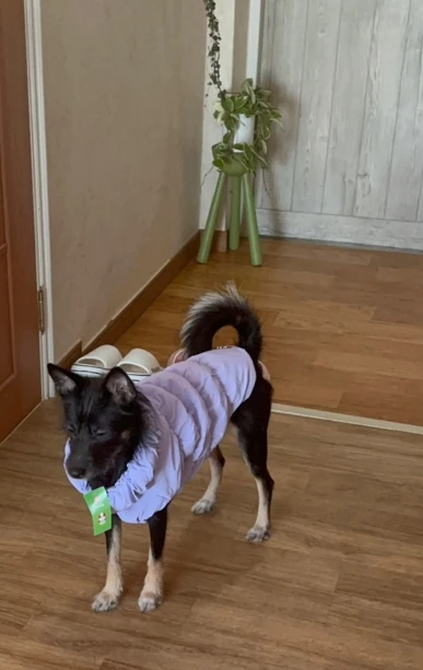 Snug Pup, Soft Winter Jacket for Stylish Small to Medium Breeds photo review