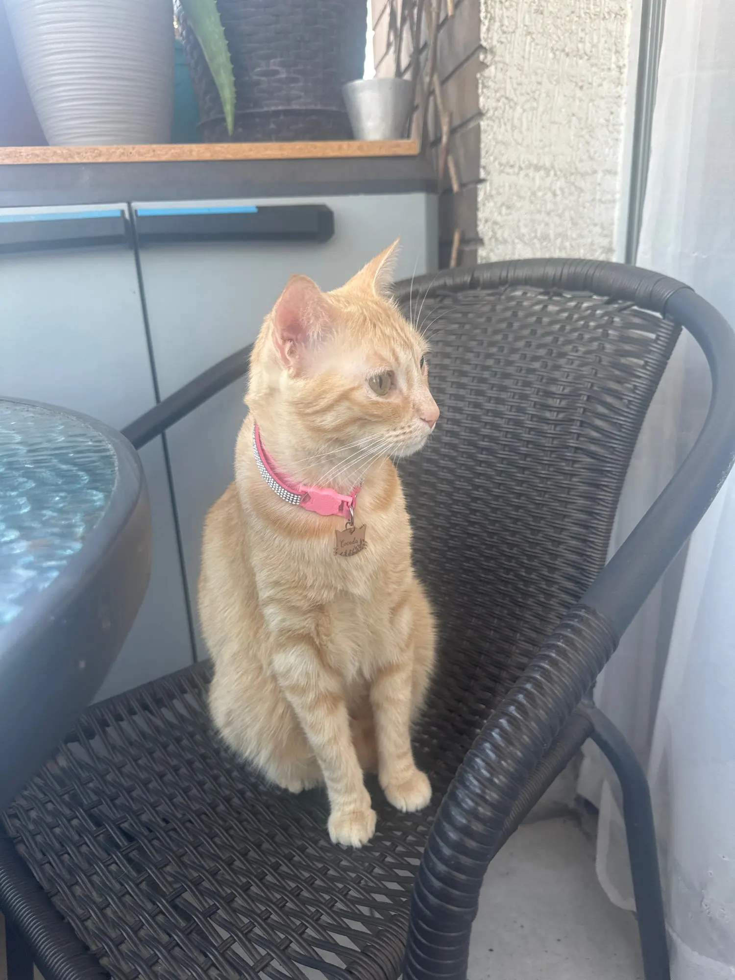 Sparkle Paws: Pink Suede Rhinestone Cat Collar with Safety Breakaway photo review