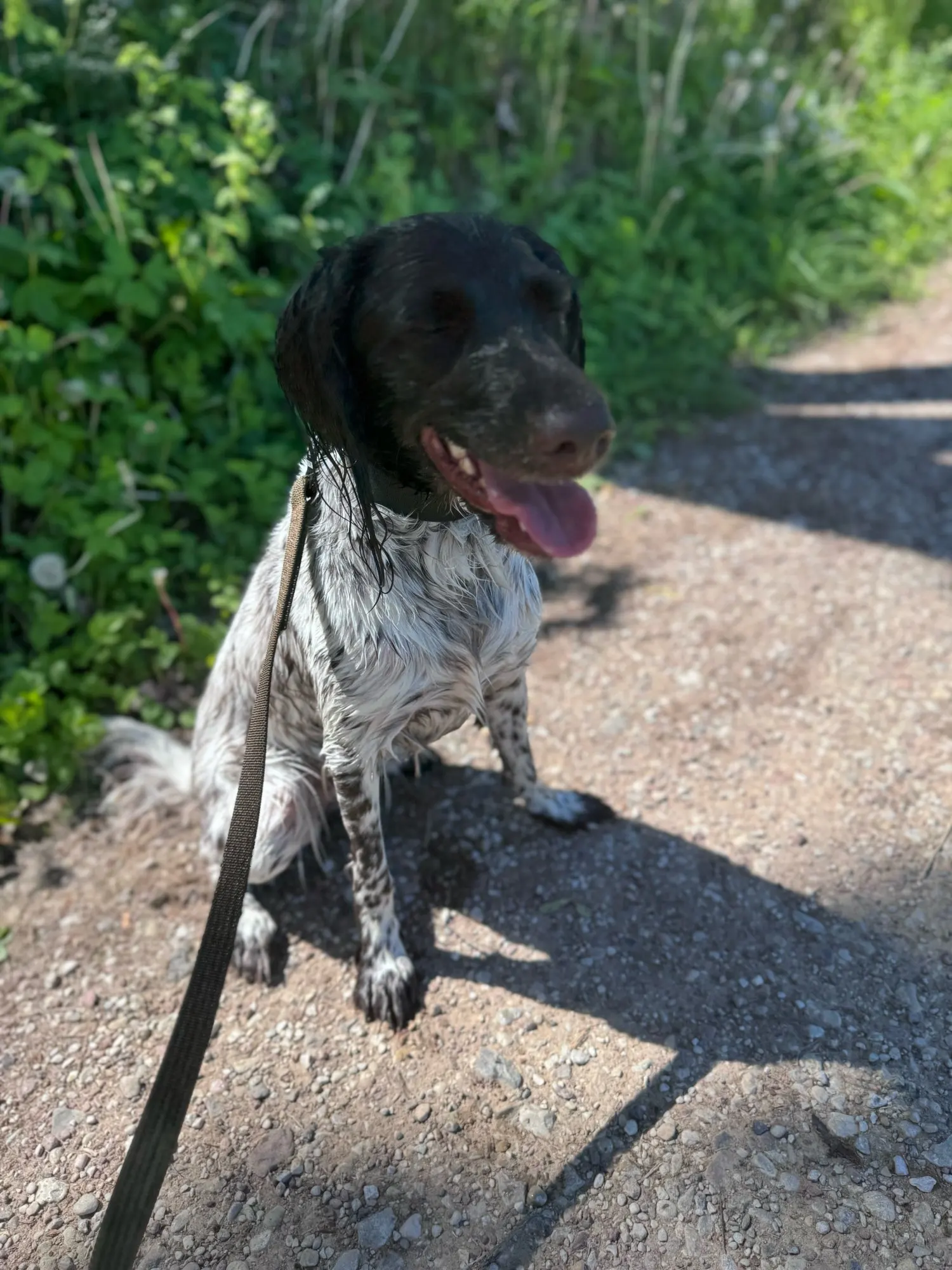 GlowSafe – Leuchtendes Halsband & Leine für maximale Sichtbarkeit bei Nacht photo review