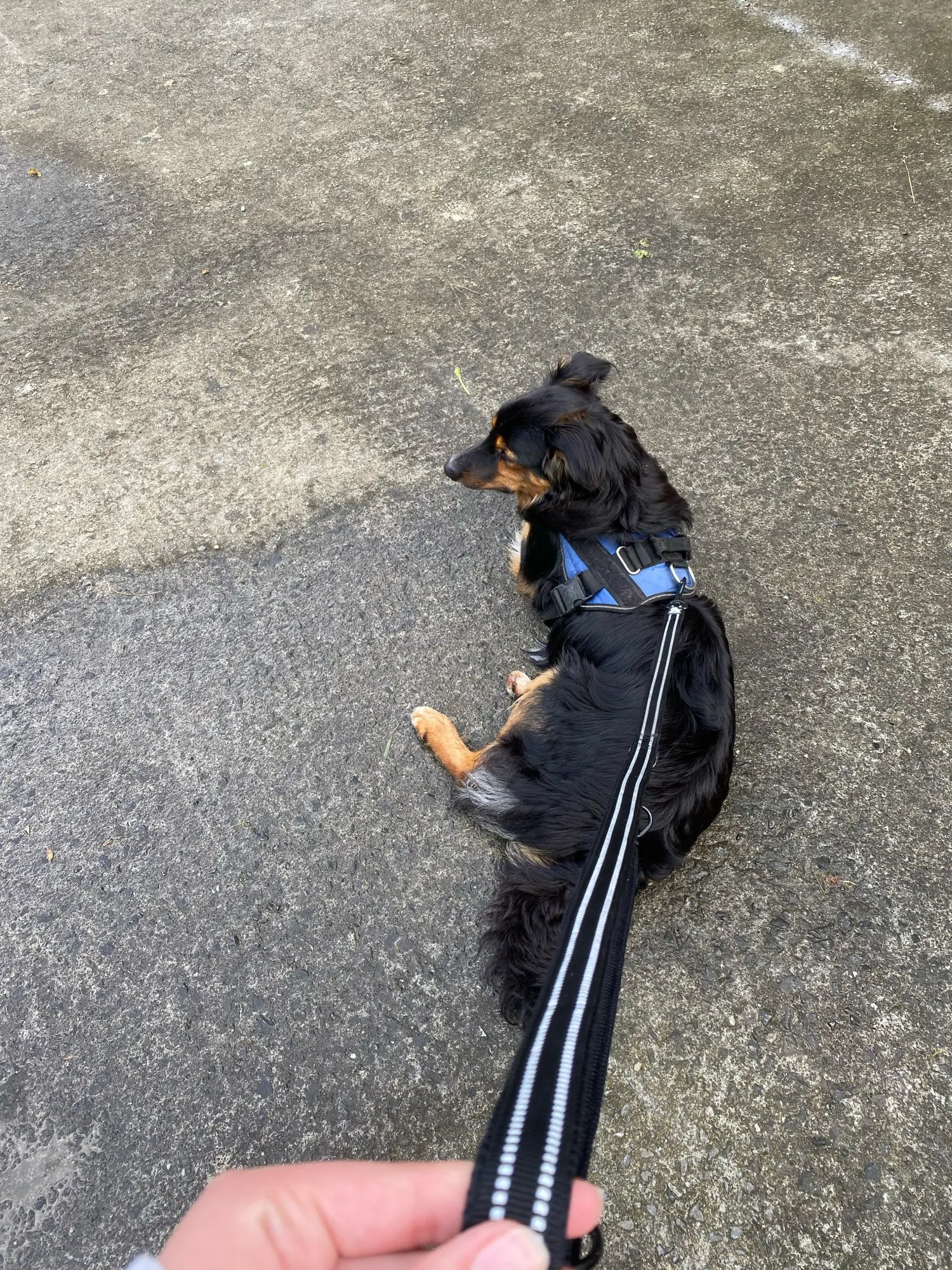 Truelove 7 In 1 Multi-Function Adjustable Dog Lead Hand Free Pet Training Leash Reflective Multi-Purpose Dog Leash Walk 2 Dogs