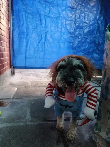 Howl-o-Ween: Funny Dog Costume Sets for Medium to Large Breeds photo review