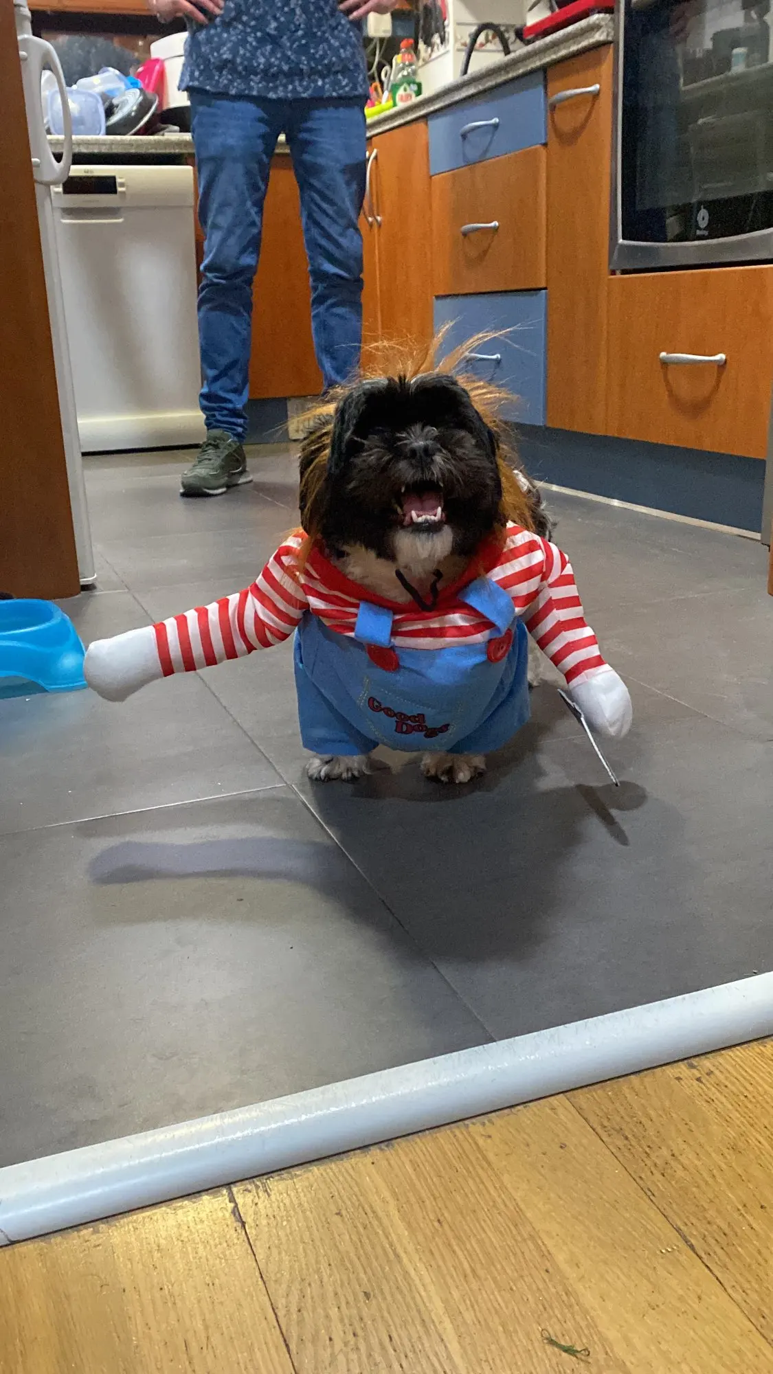 Howl-o-Ween: Funny Dog Costume Sets for Medium to Large Breeds photo review