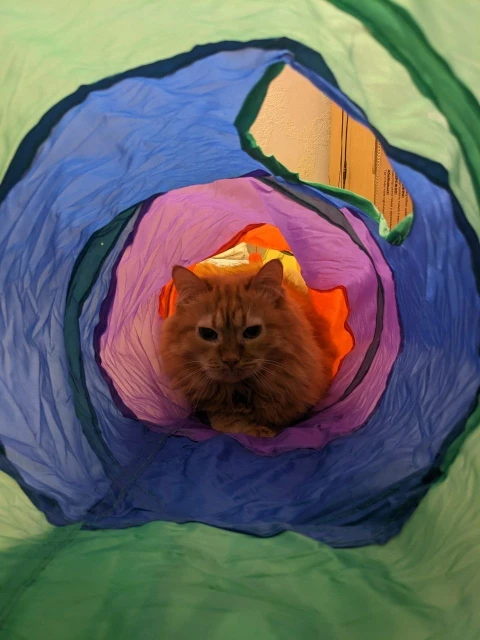 foldable Cat Tunnel Toy photo review