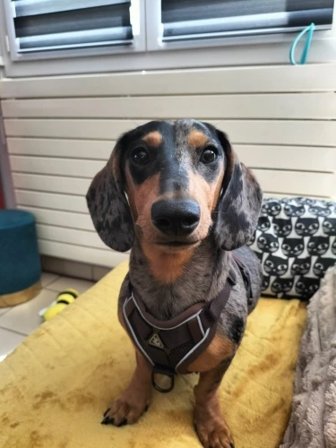 Halsband - Verstellbar, Reflektierend & Komfortabel für kleine Hunde und Katzen photo review