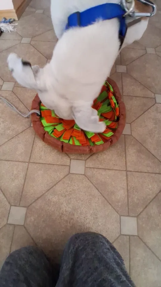 Snuffle Mat (Interactive Feeding Toy) 17.5" x 17.5"