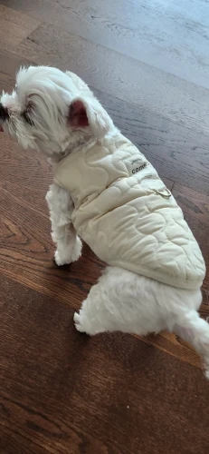 Golden Winter Warmth, Vest Coat with D-Ring for Your Pup photo review