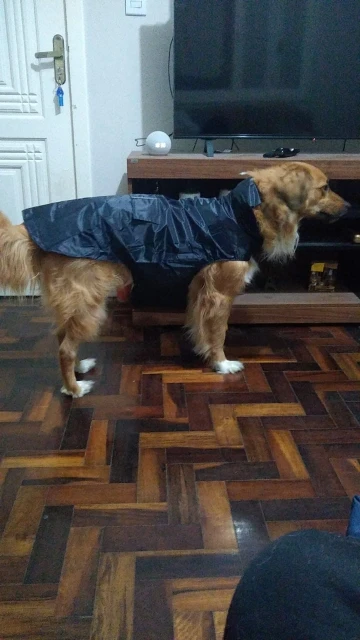 Convenient Raincoat To Keep Dogs Dry On Rainy Days photo review