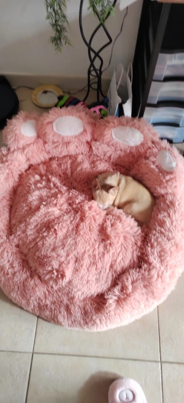 Snuggle Paws Sofa Bed: Cozy Comfort for Pets of All Sizes photo review