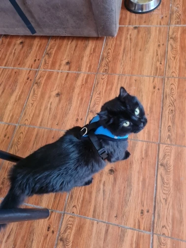 Breathable & Reflective Pet Harness: Purr-fect for Cats and Small Dogs photo review