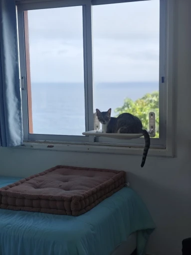 Cordless Cat Hammock for Sunbathing Hanging Cat Bed Summer Suction Cup Glass Mounted Foldable Breathable Cat Bed Frame Supplies photo review