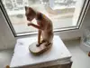 Изображение товара 5