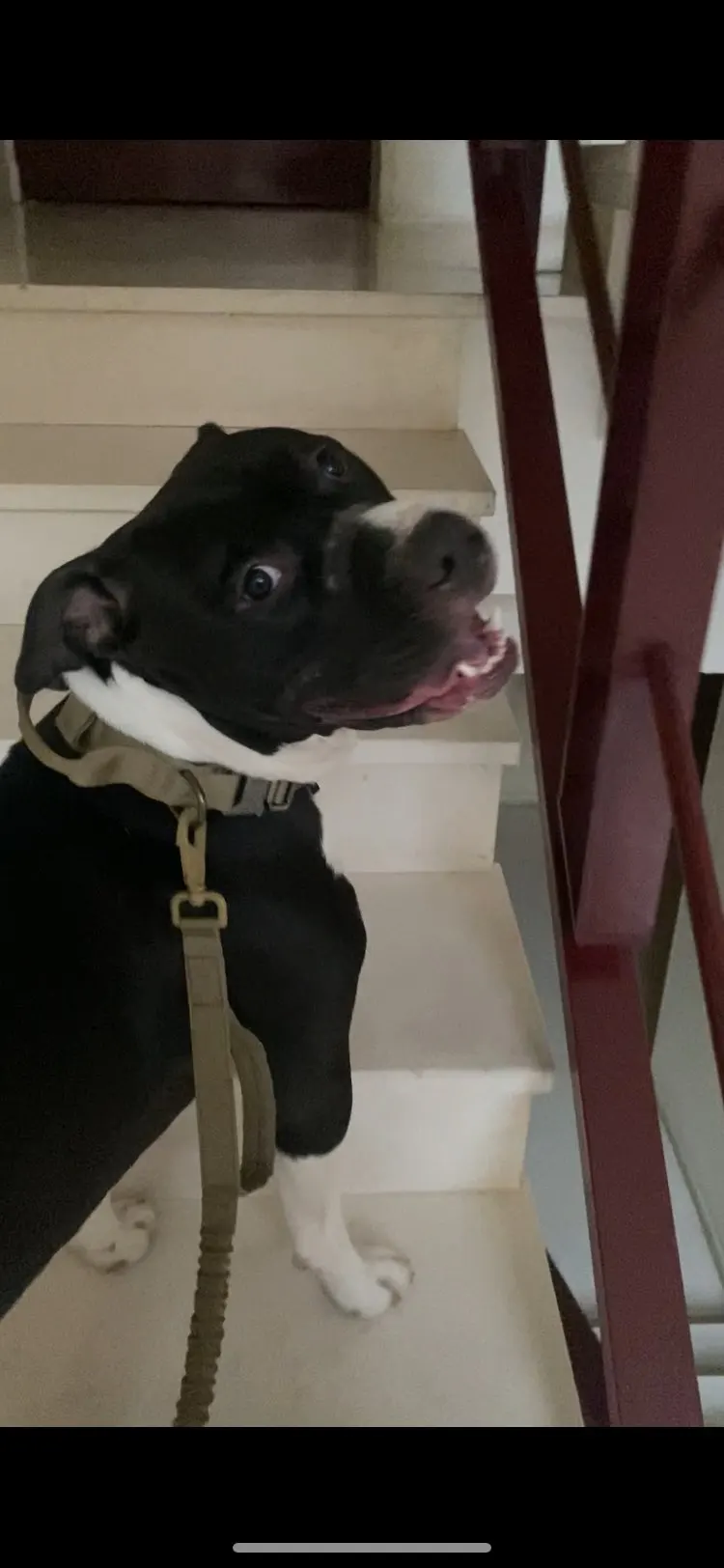 Rugged Tactical Gear: Military-Grade Collar & Bungee Leash for Large Dogs photo review