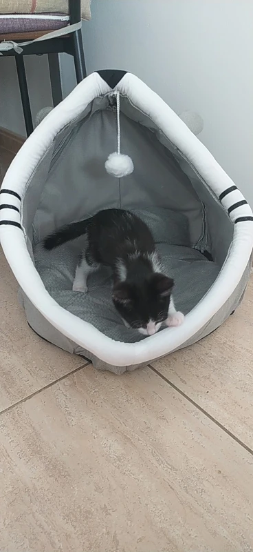 Cama para gatos de sueño profundo, cama para mascotas de dibujos animados, plegable, extraíble, lavable, cama para mascotas, alfombrilla para perros pequeños, bolsa, cueva, cama para gatos photo review