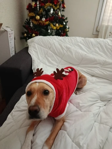 Peture® Reindeer Antlers & Santa Cloak