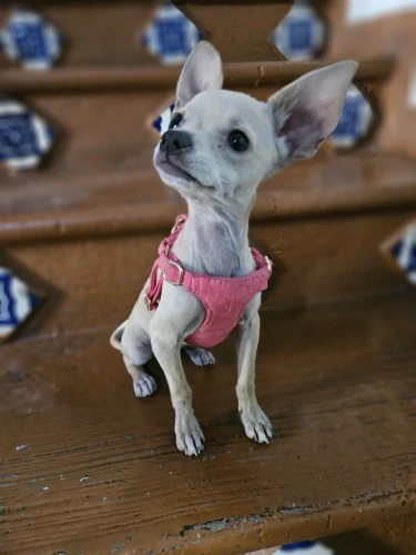 Stripe Walk: Cotton Mesh Harness and Leash Set for Small Dogs and Cats photo review