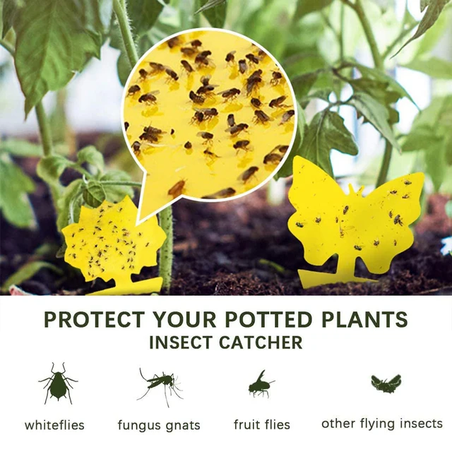 Flying Insect Trap Refill Kit, Indoor Plug-In Fly Trap Refill Sticky Glue  Cards, Easy To Use Flying (24 PCS) Durable Yellow - AliExpress