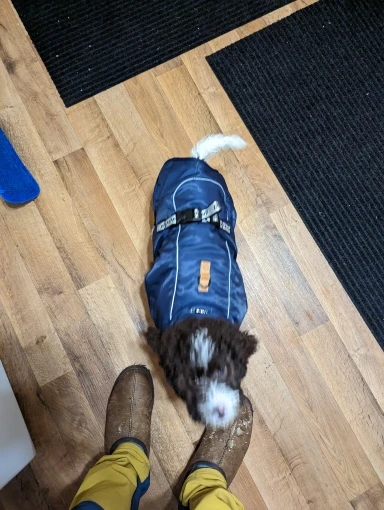 Windproof Reflective Winter Jacket for Medium to Large Dogs - Keep Your French Bulldog, Dachshund, or Labrador Cozy and Safe photo review