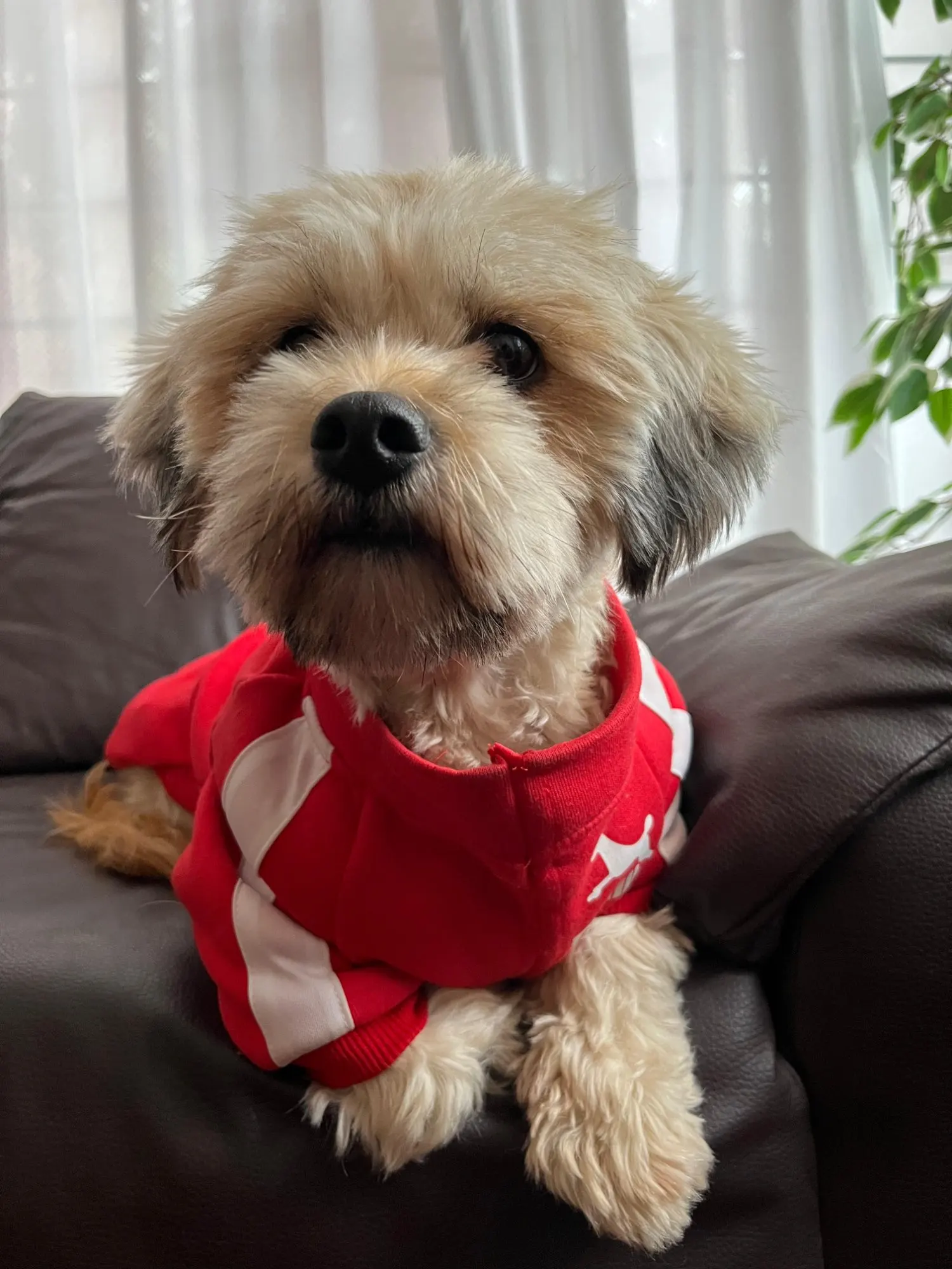 Chamarra Para Perro "POMA"