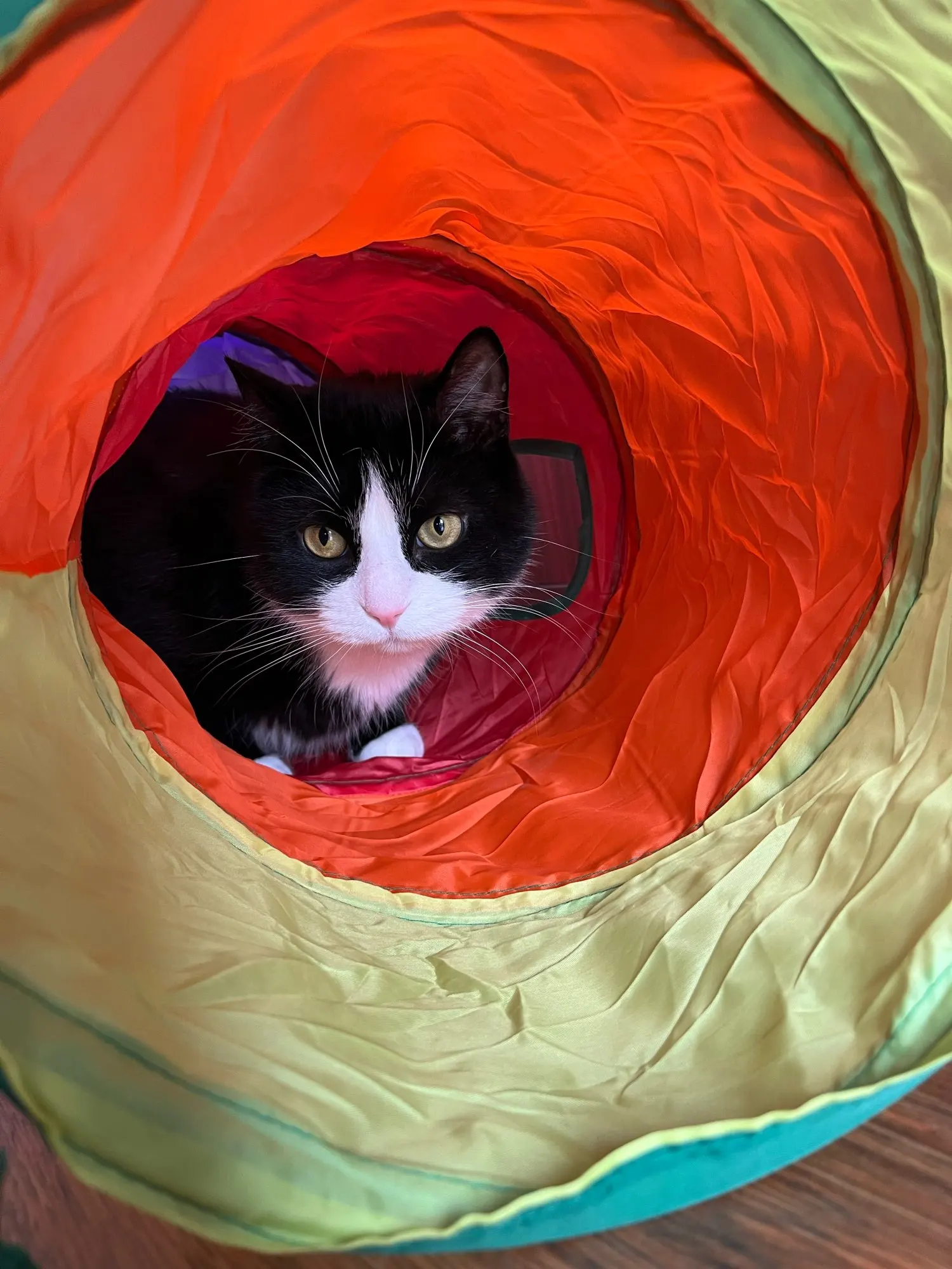 Cat Tunnel Foldable Cat Tunnel Pet Supplies Cat S T Y Pass Play Tunnel Cat Toy photo review