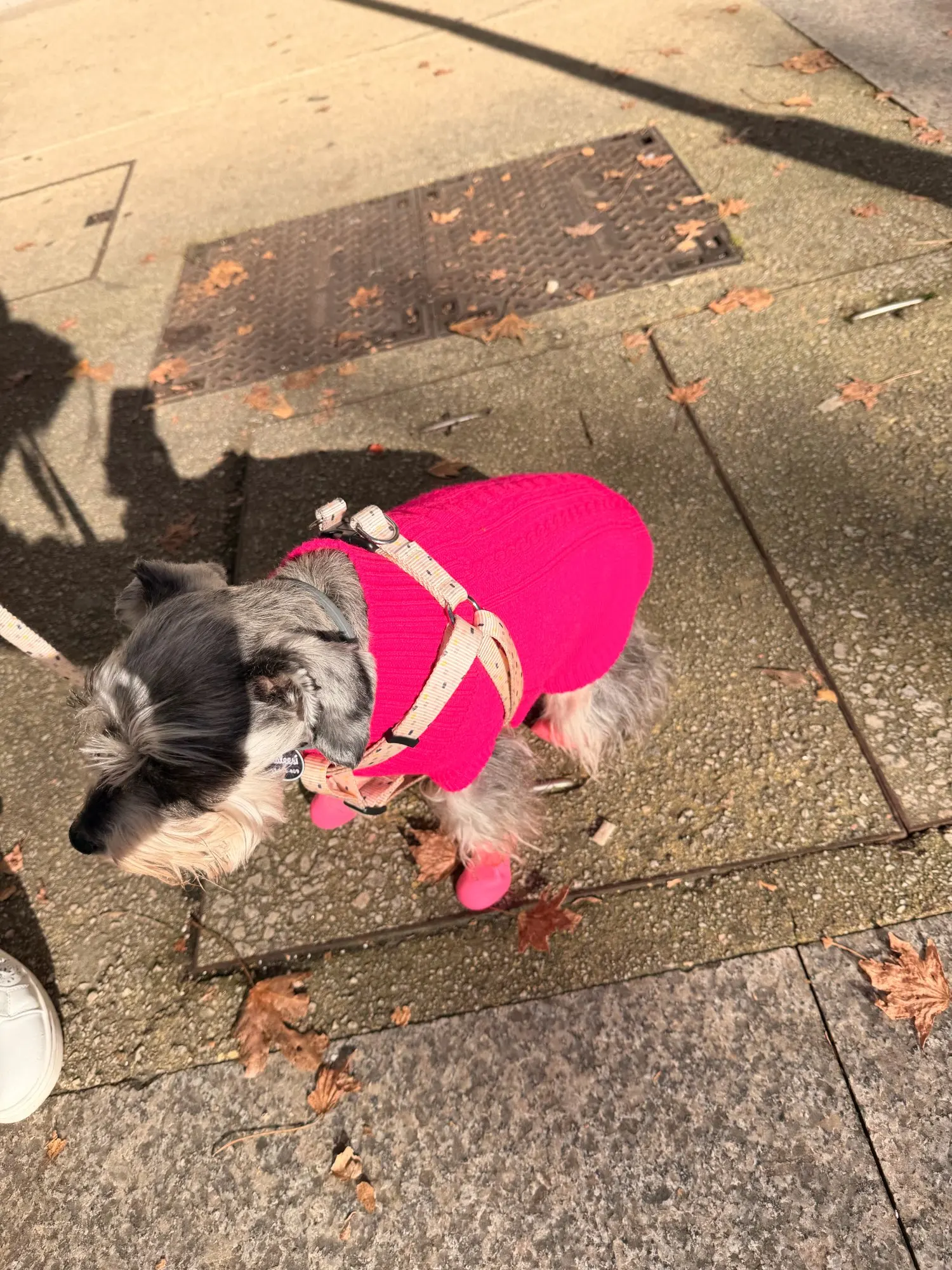 Pet Silicone Rain Shoes