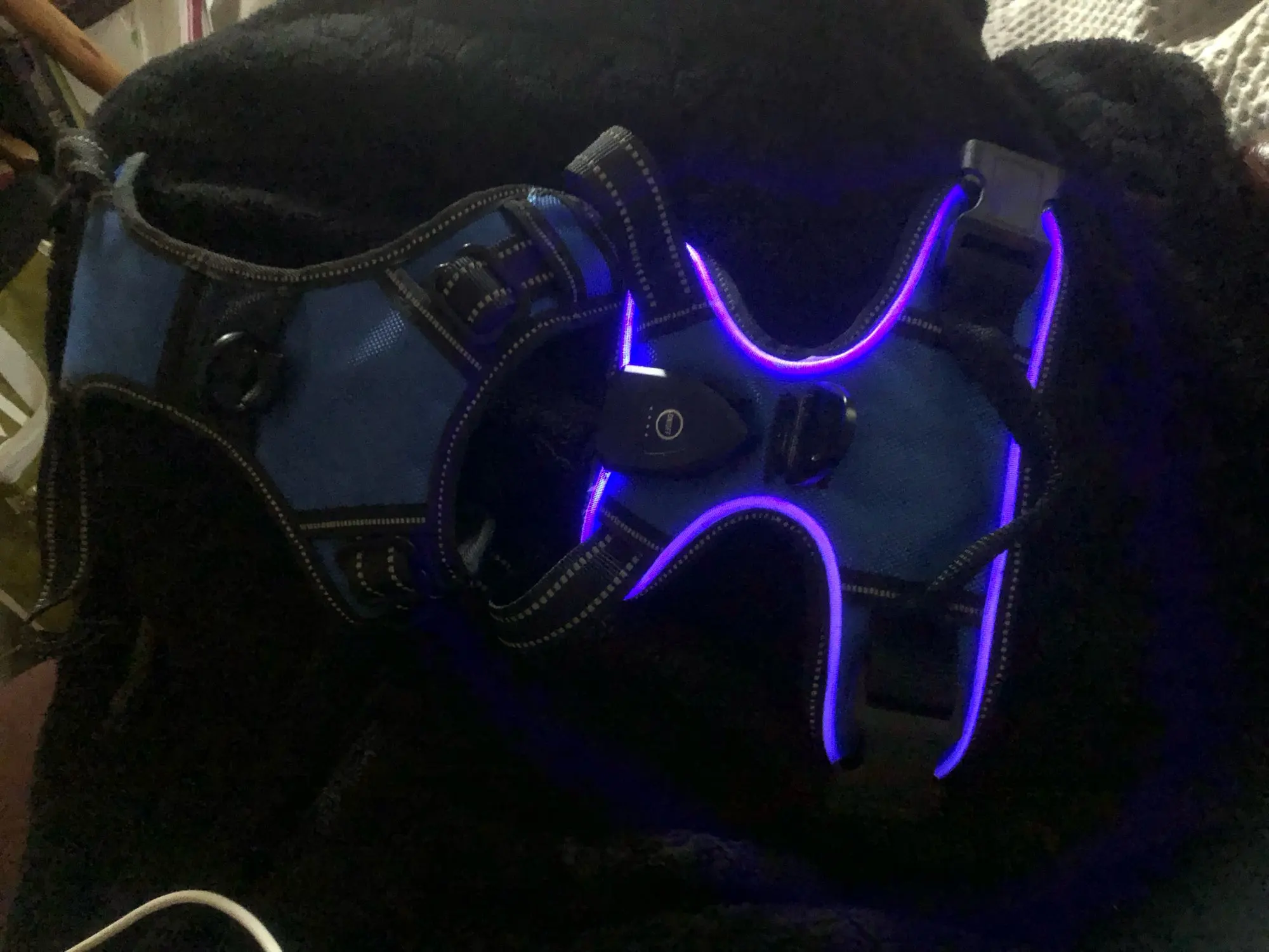 ZampaLux - La pettorina LED ricaricabile per passeggiate sicure e visibili™