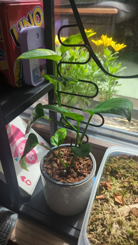 Climbing Plant Trellis Plant Support photo review