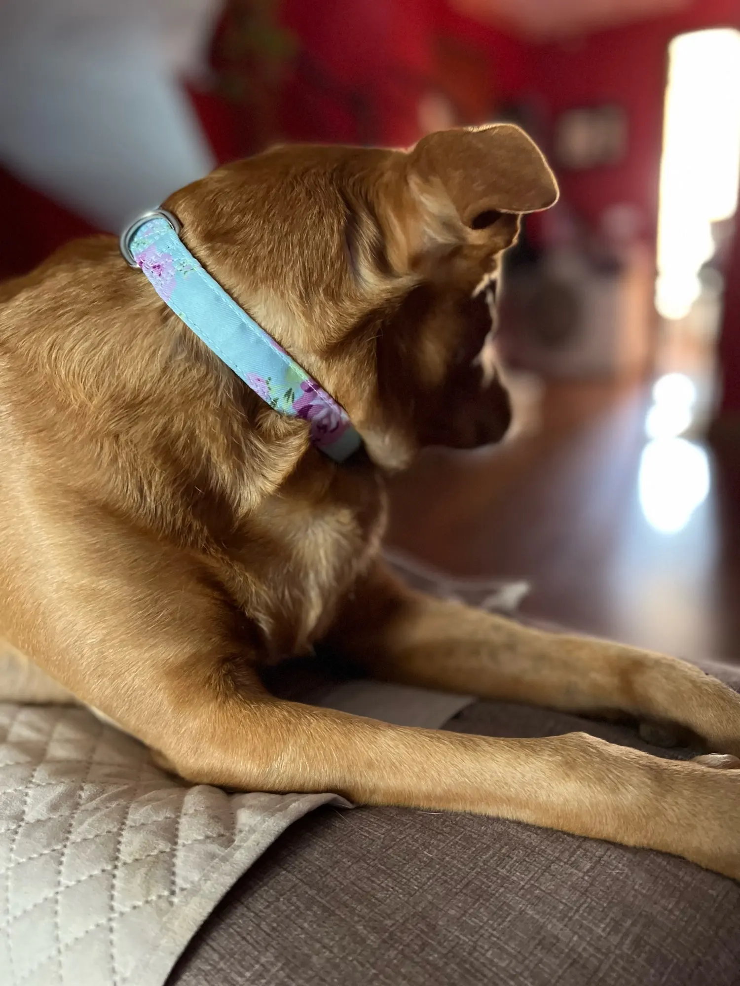 Cute Collar With Many Different Patterns For Dog photo review