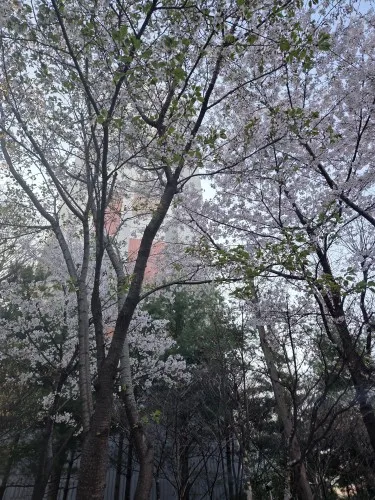 METALFISH SFX400W White Power Supply 220~230V Input Dual 6+2Pin PCIe Ports High Efficiency Silent PWM Fan Game Computer PSU photo review