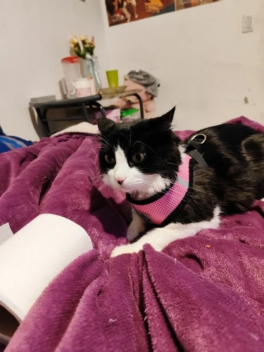 Arnés Cómodo Para Gato