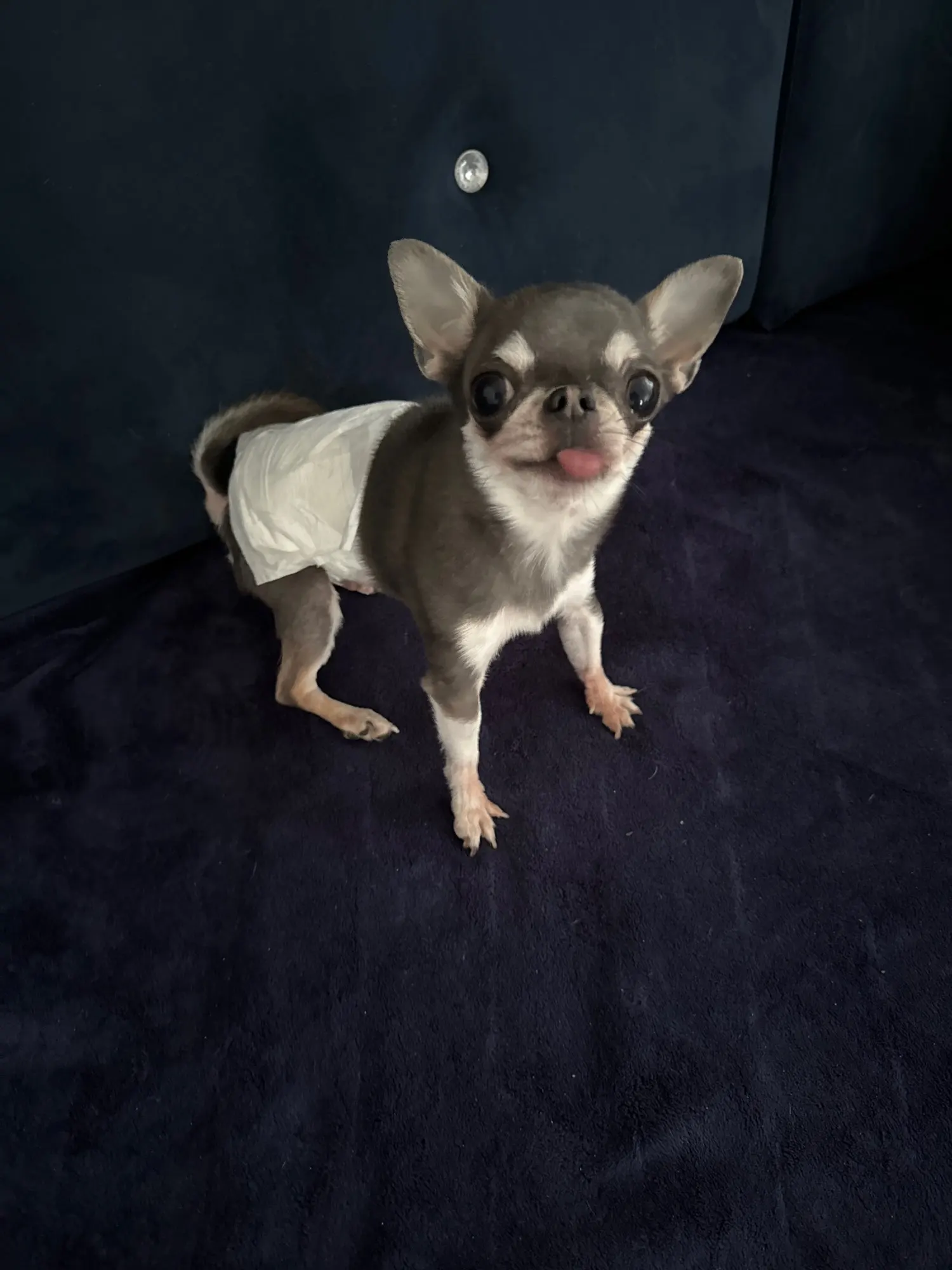 Waterproof Female Dog Diaper,  Keep Your Pet Comfortable and Dry with Sanitary Physiological Shorts photo review