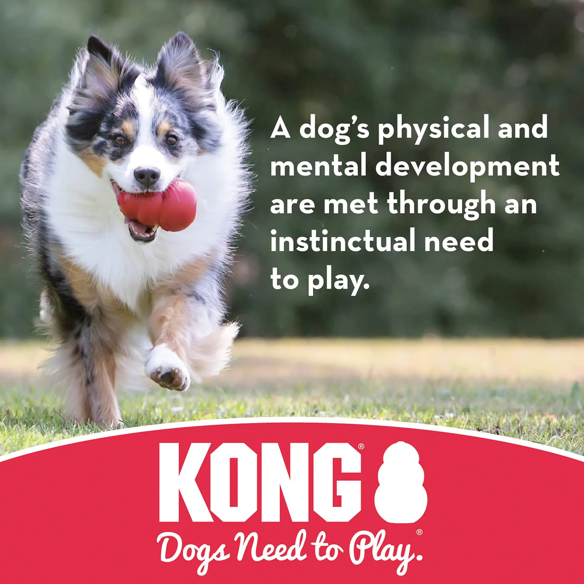 KONG - Ball with Hole - Durable Rubber, Fetch Toy