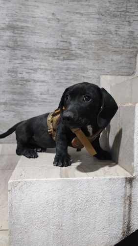 Arnés Para Perro