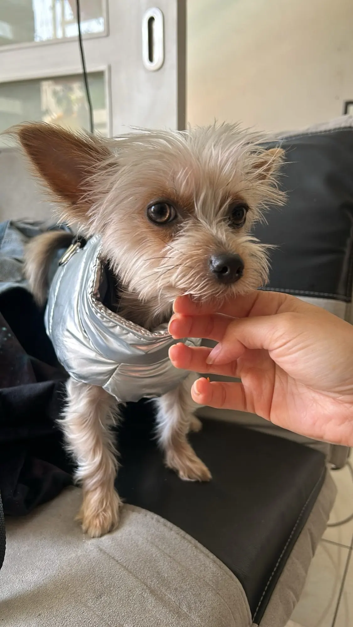 Pawfect Protection: Waterproof Winter Vest for Petite Pups photo review
