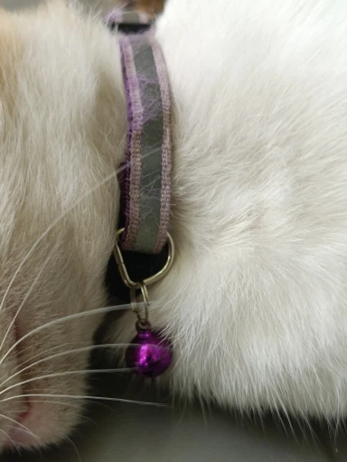 2Pcs/Pack 12 Colors Reflective Adjustable Cats And Small Dogs Collars photo review