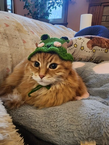 Paw-ty Perfect Knitted Pet Hat: Adjustable & Adorable photo review