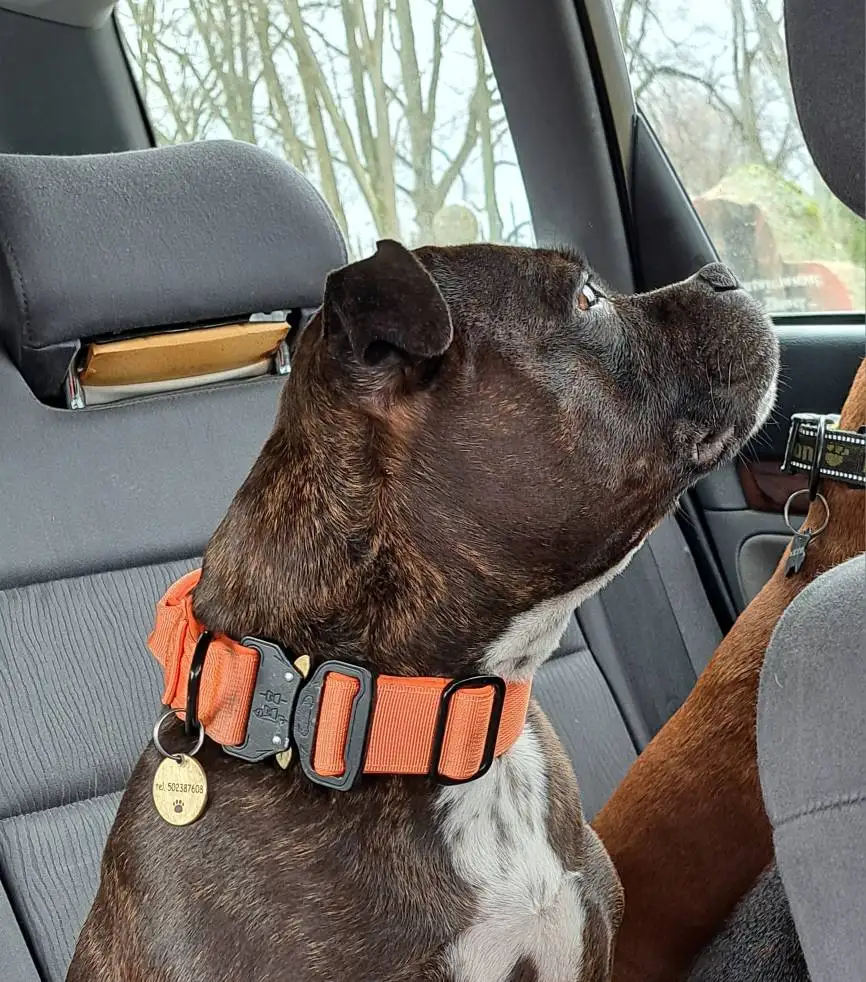 Elite K9 Companion: Durable Tactical Collar and Leash Set for Medium to Large Breeds photo review