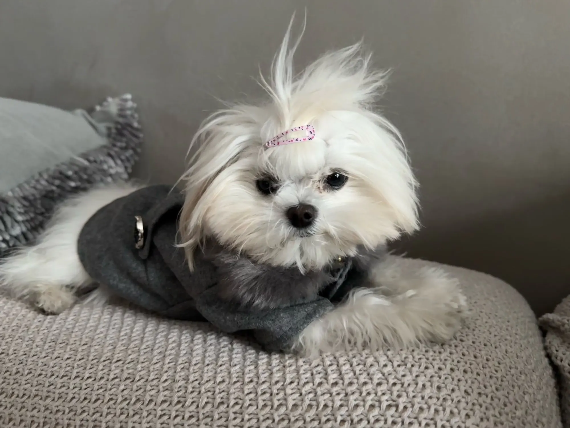Cartoon Chic, Designer Winter Wear for Small Dogs photo review
