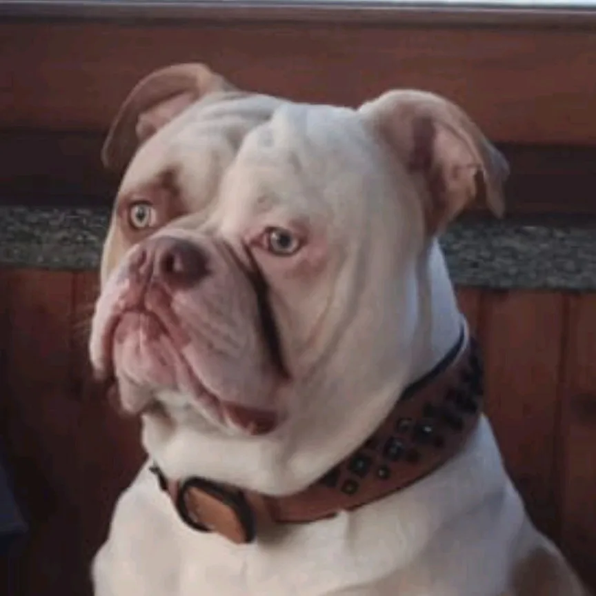 Stud Hound, Padded PU Leather Dog Collar with Rivet Studs for Small to Medium Breeds photo review