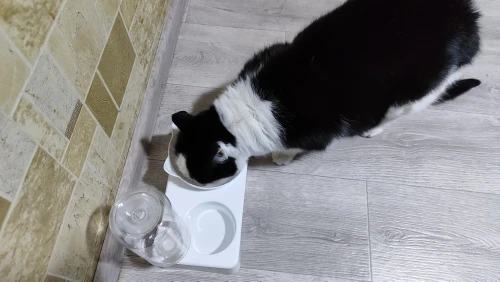 Tilted Pet Feeding Bowl photo review