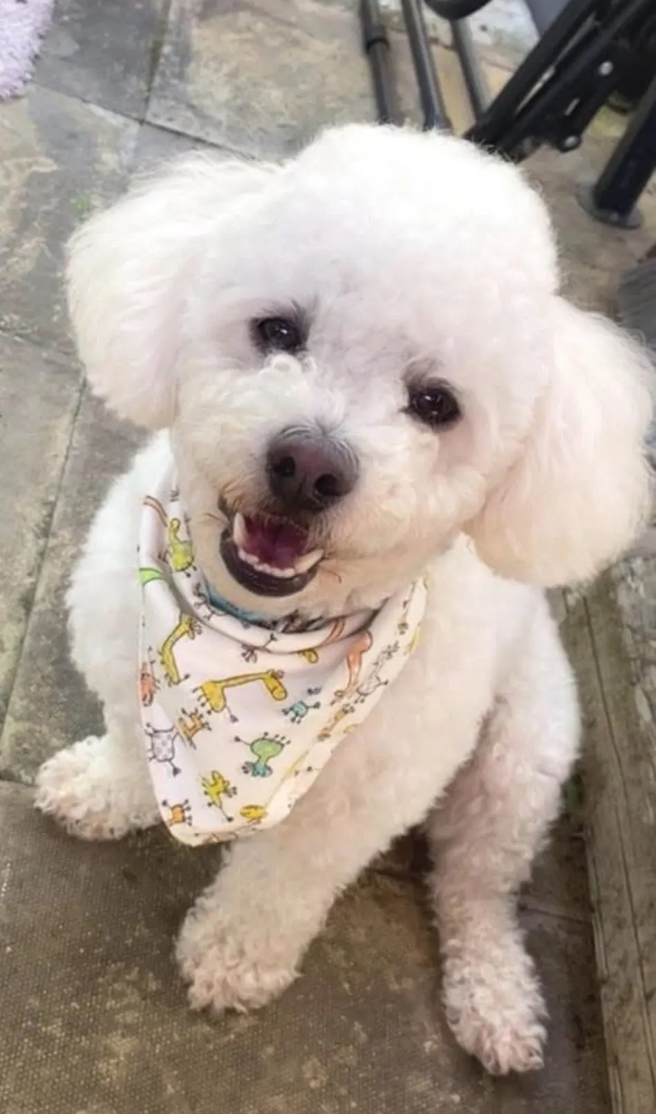 Professional Flea Comb for Dogs and Cats, Effective Grooming Tool for Removing Fleas and Ticks photo review