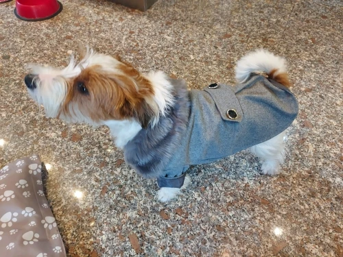 Cartoon Chic, Designer Winter Wear for Small Dogs photo review