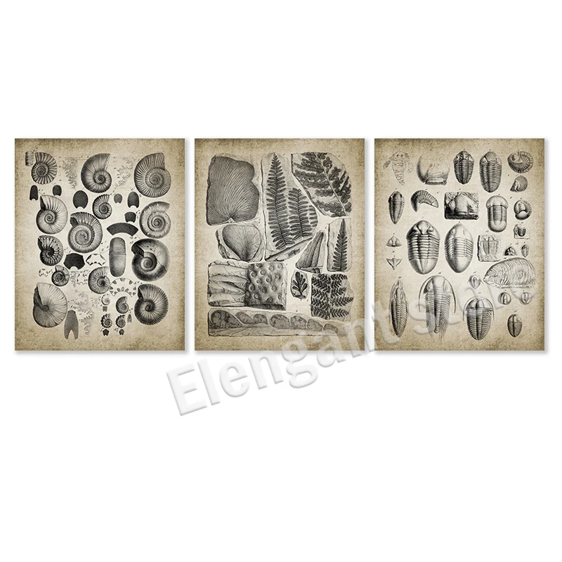 Vintage Paleontology Wall Art: Trilobite & Ammonite Canvas Painting Decor