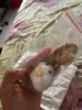 Изображение товара 1